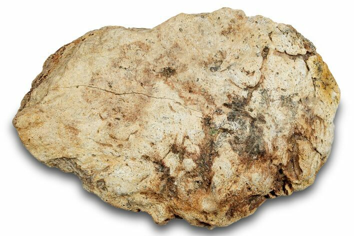 Dinosaur (Triceratops) Frill Shield Section - Montana #264966